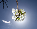 Orchard Blossom 104